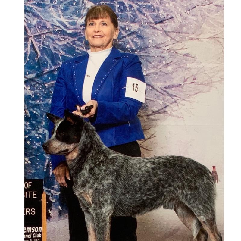 GCH CH Timber Bad To The Bone