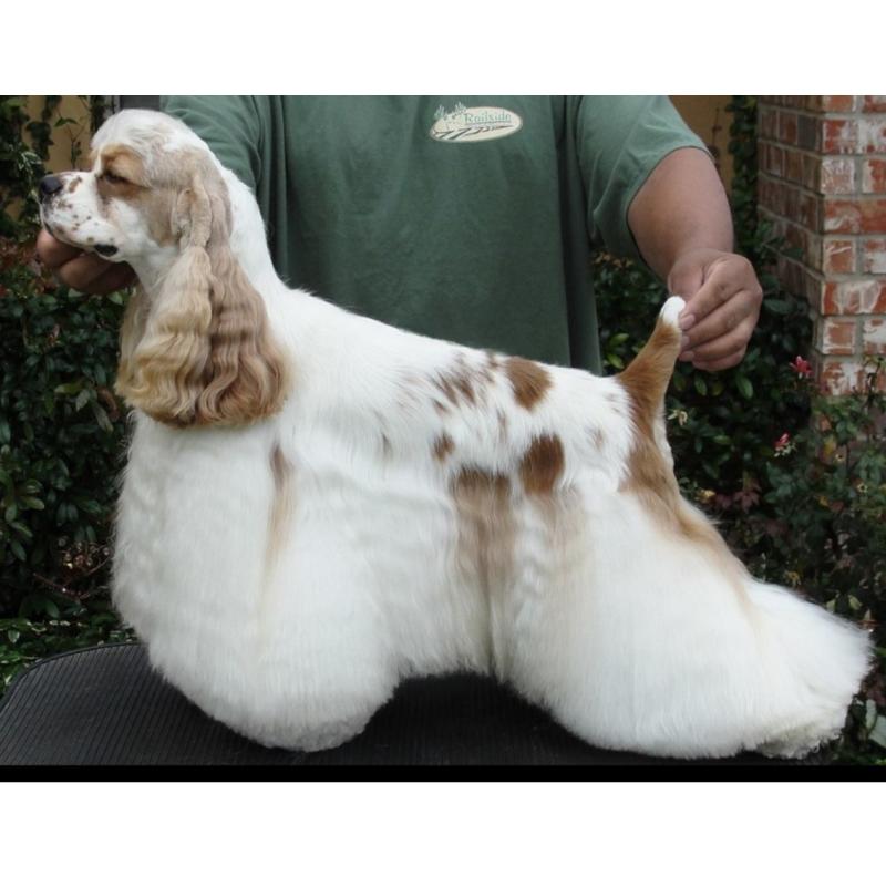 Am/Italian GCH Troys Southern Beaux