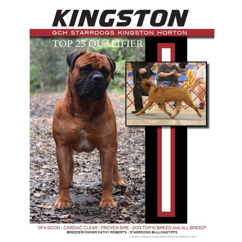 MISS GCH CH Starrdogs Kingston Horton