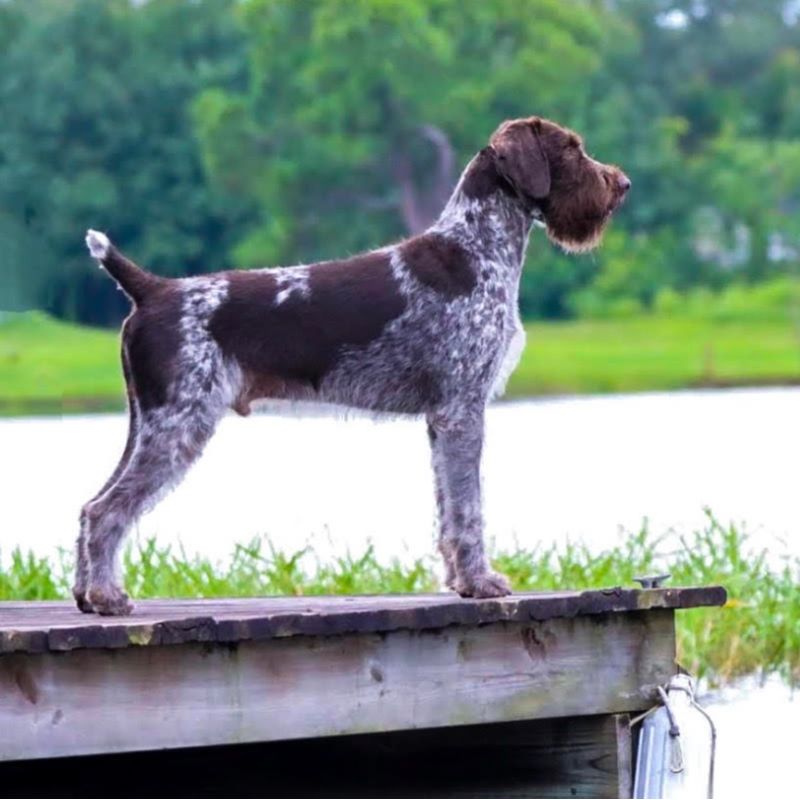 AKC GCH CH Double D's Reece All American Lover Boy at RipTide FDC CD RN MH CAA DCAT CGCA TKN NAI VS